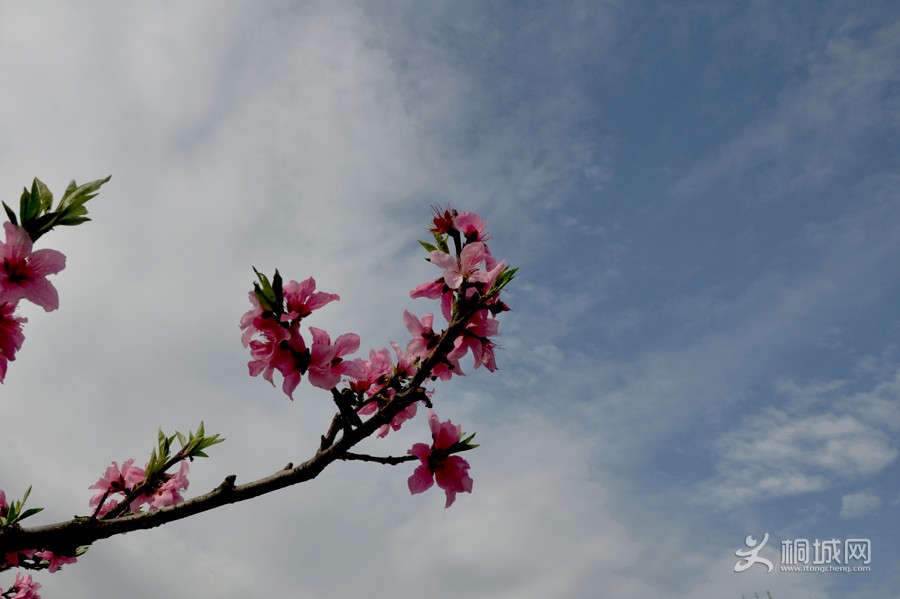 DSC_0489.jpg