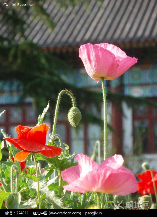 Redocn_2010061319164395.jpg
