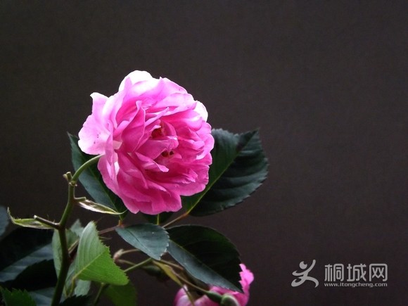 DSCF3519.JPG