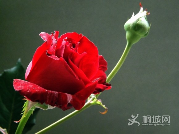 DSCF3515.JPG