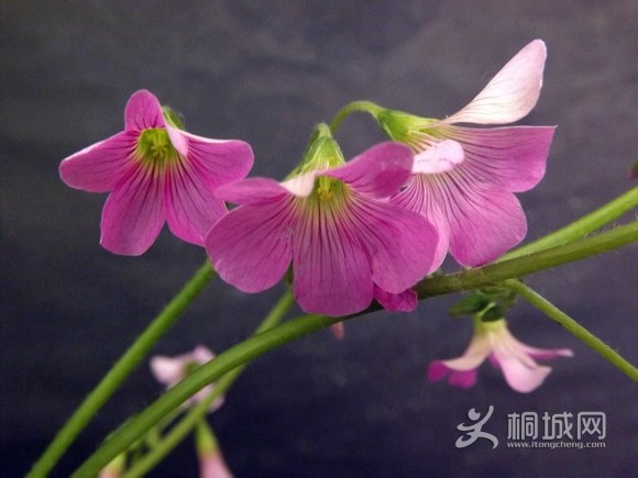 DSCF3699.JPG