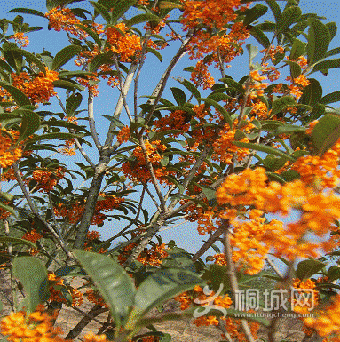 20140528100842002.gif