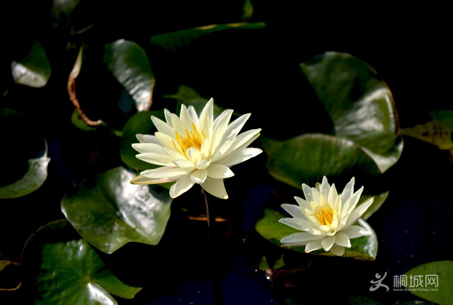 DSC_4480.jpg