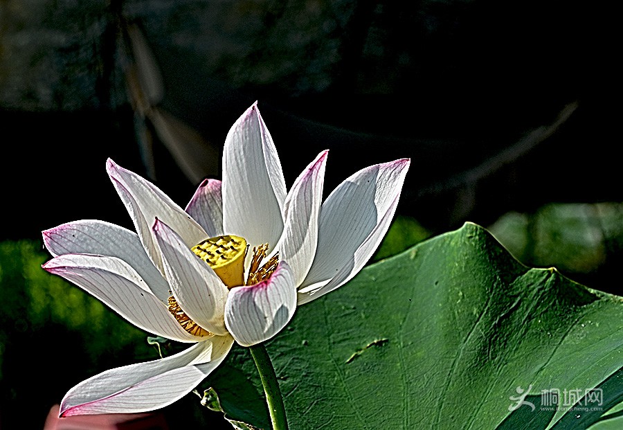 DSC_4401.jpg