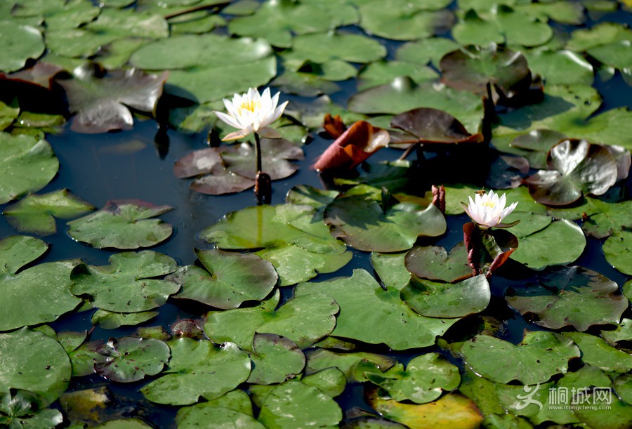 DSC_4443.jpg