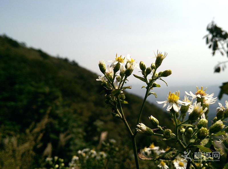 IMAG0247.jpg