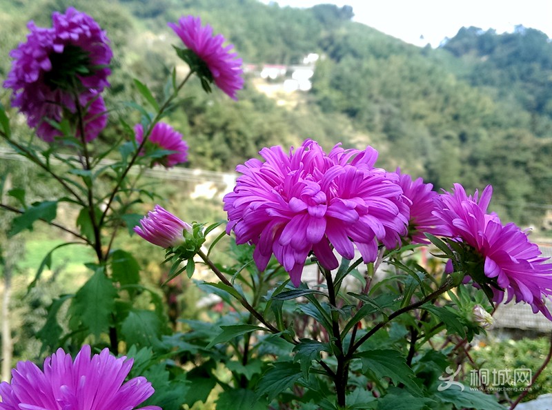 IMAG0268.jpg