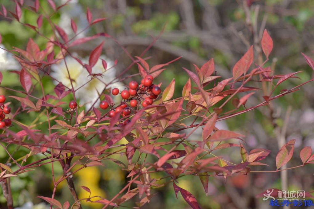 DSC_0303.jpg