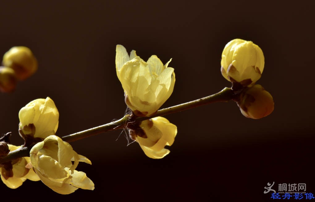 DSC_2662-1.jpg
