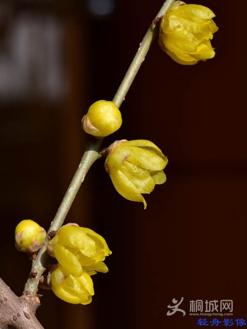 DSC_2665-1.jpg