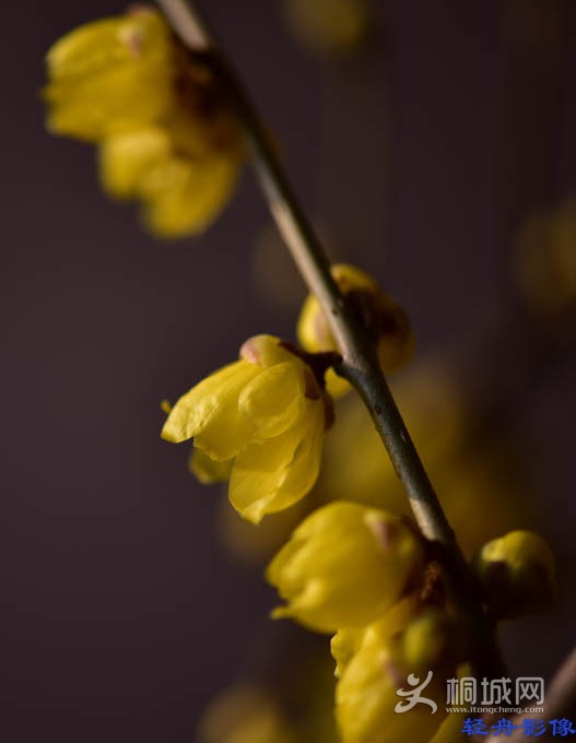 DSC_2712-1.jpg