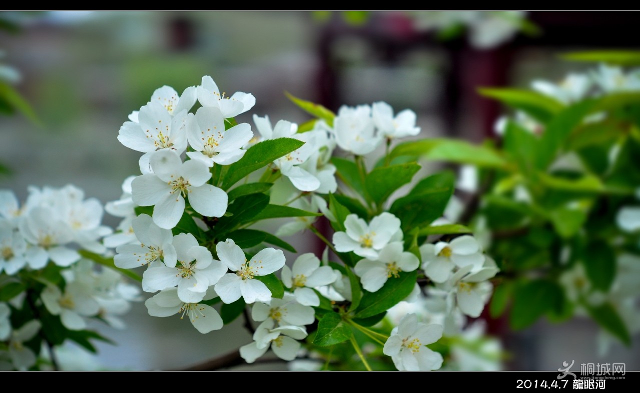DSC_2996b.jpg