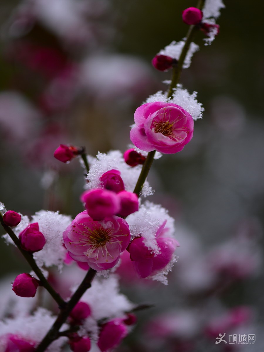 DSC_4543-1.jpg
