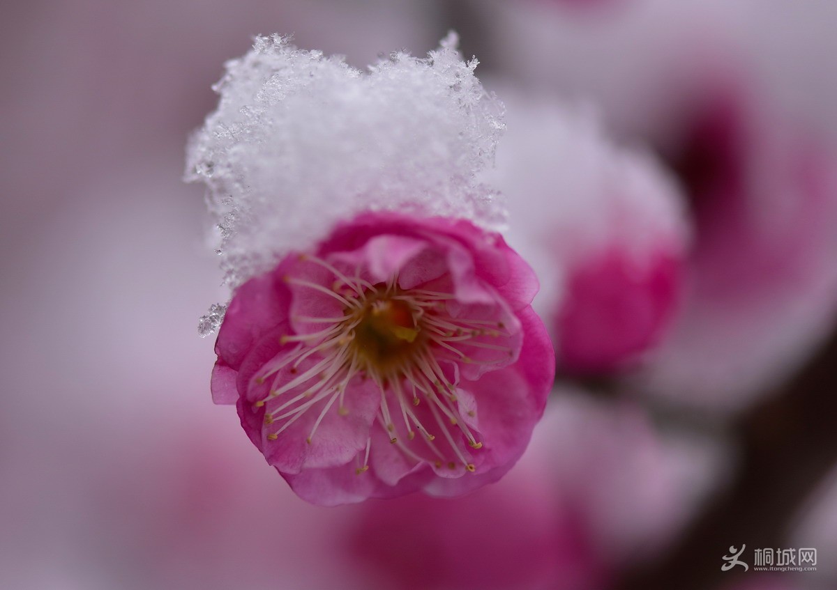 DSC_4526-2.jpg