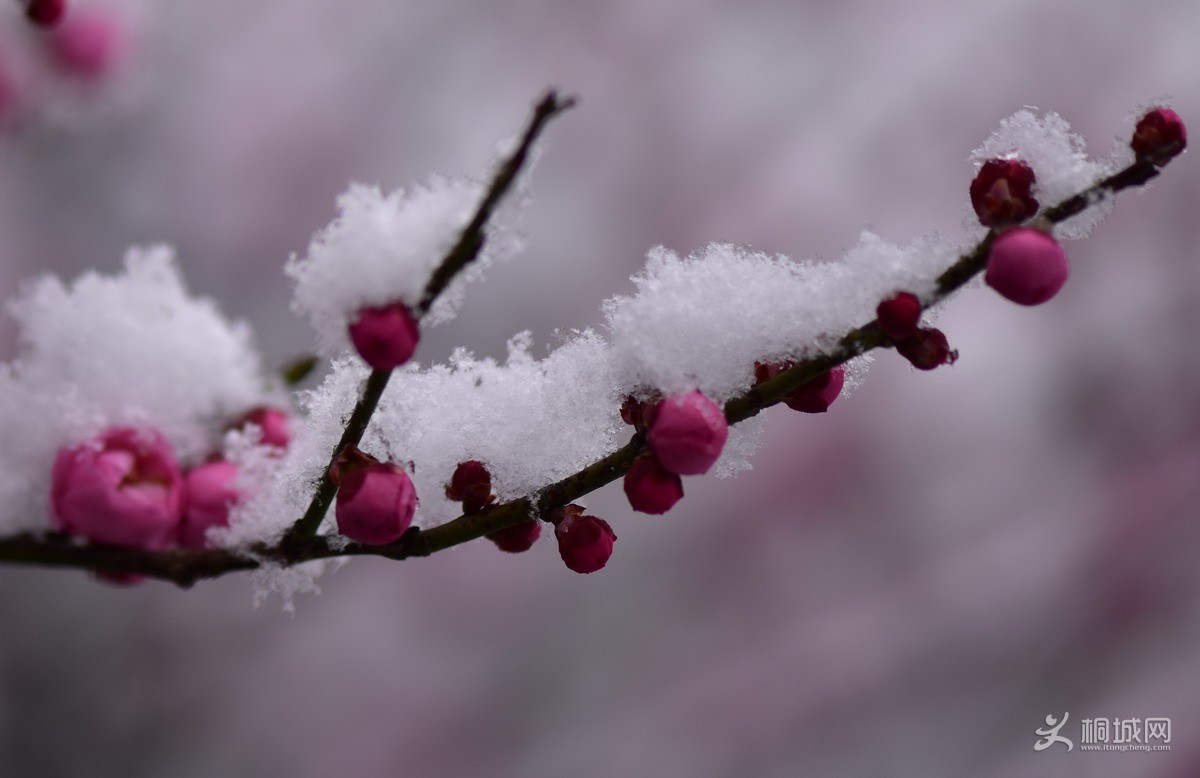DSC_4519-2.jpg