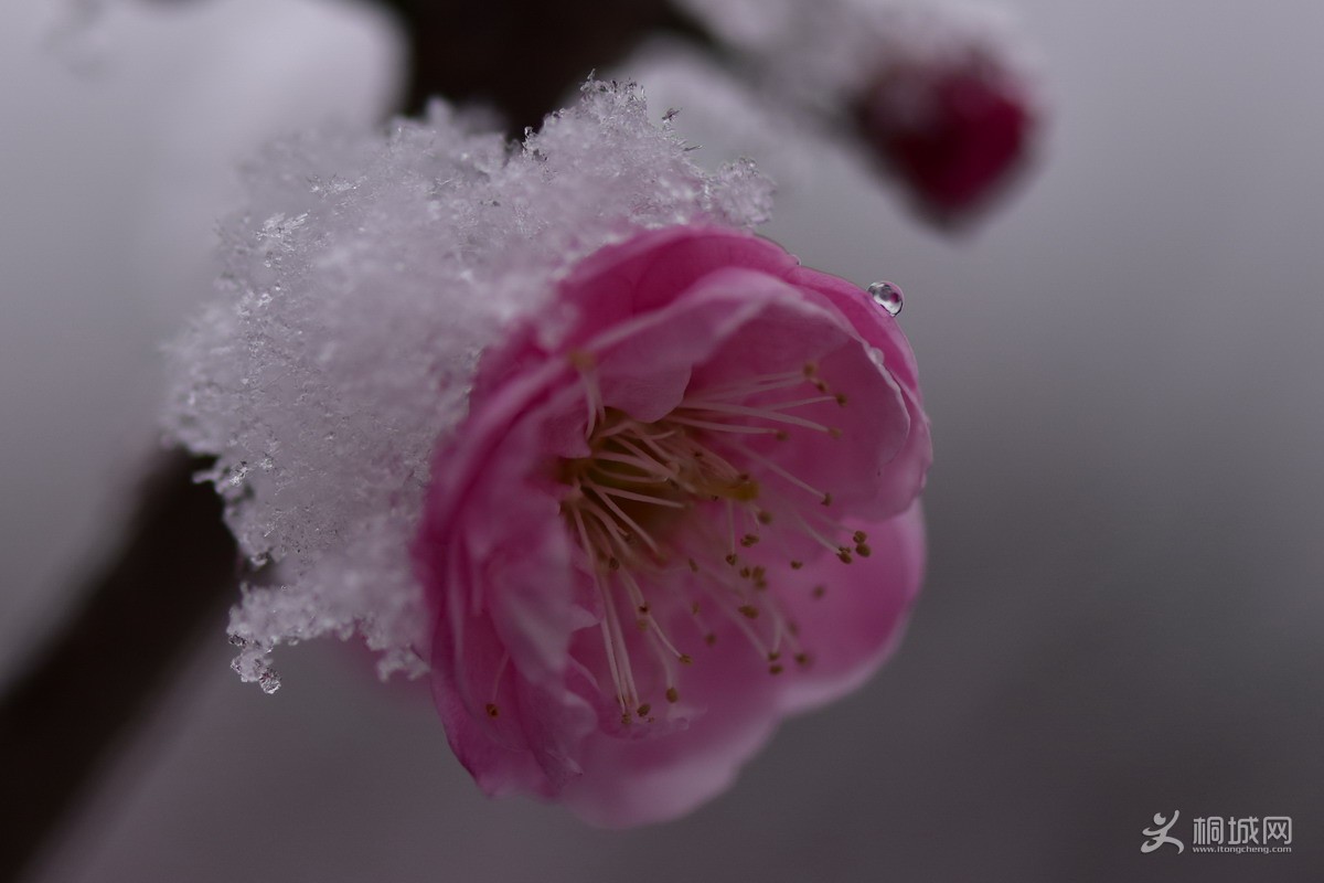 DSC_4527-2.jpg