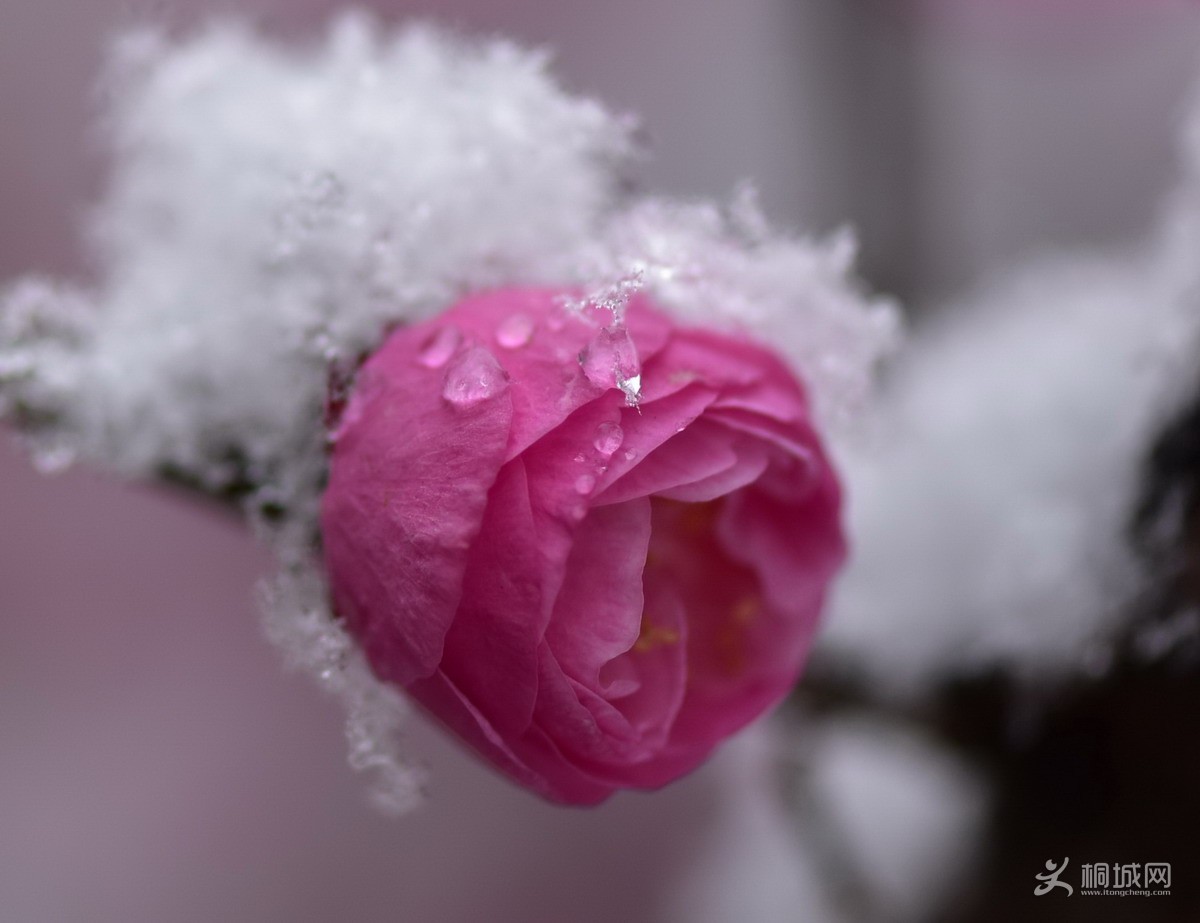 DSC_4532-3.jpg
