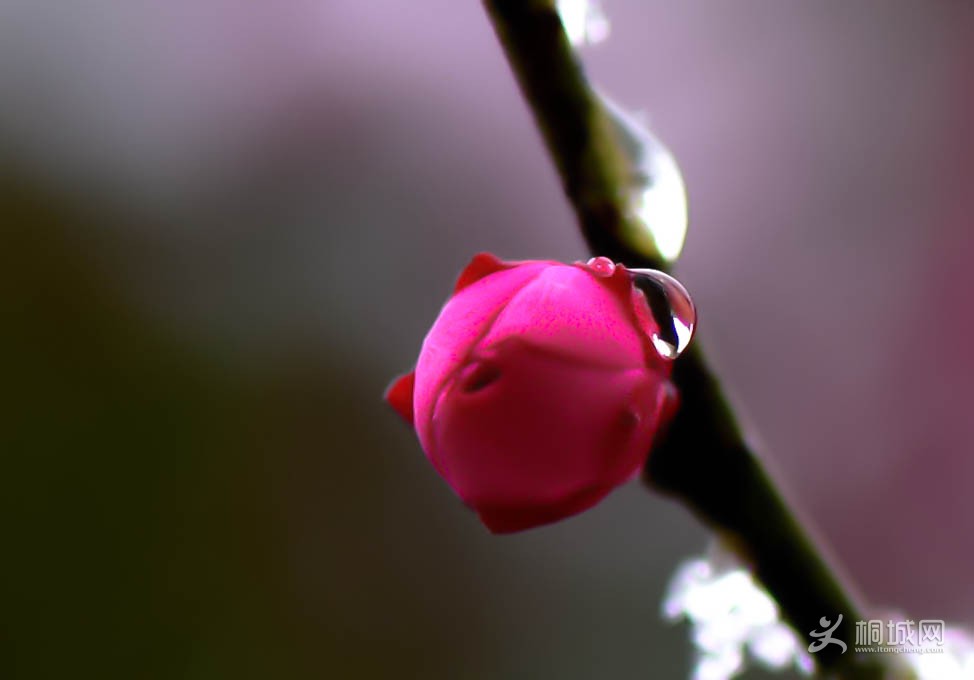 DSC_4544-a.jpg