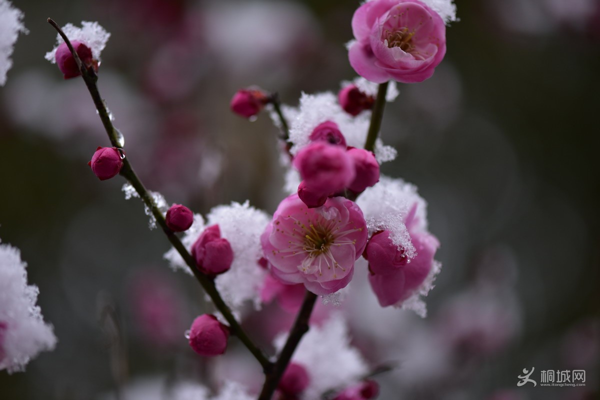 DSC_4544-2.jpg