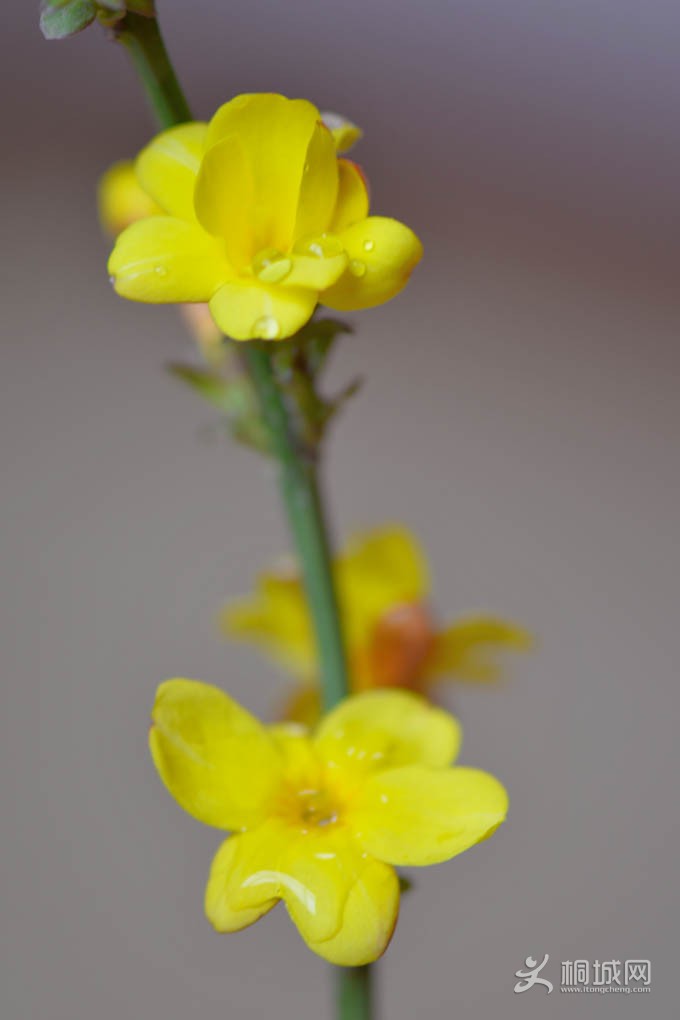 DSC_3631.jpg