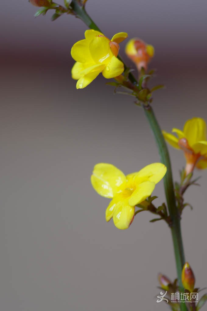 DSC_3633.jpg
