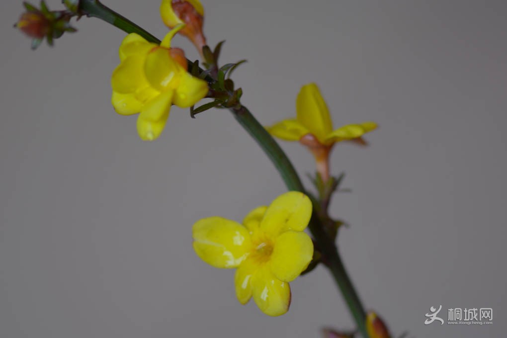 DSC_3636.jpg