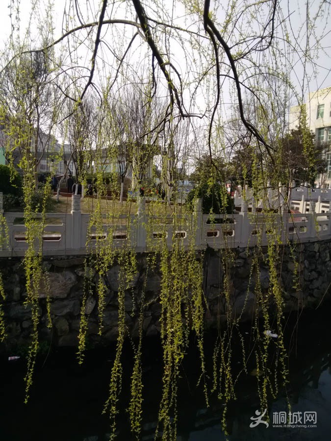 IMG_20150312_160239.jpg