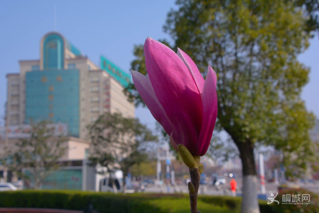 DSC_4155.jpg