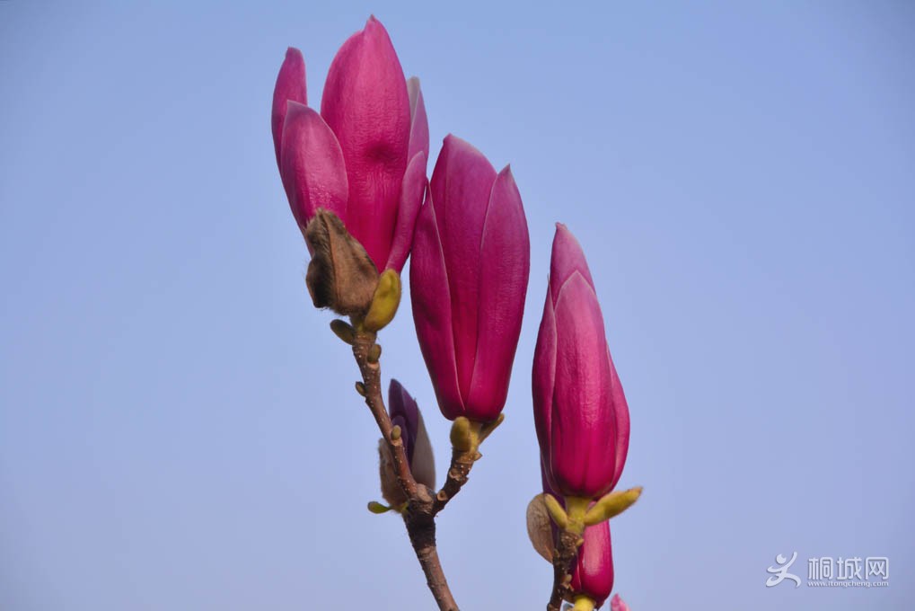 DSC_4171.jpg
