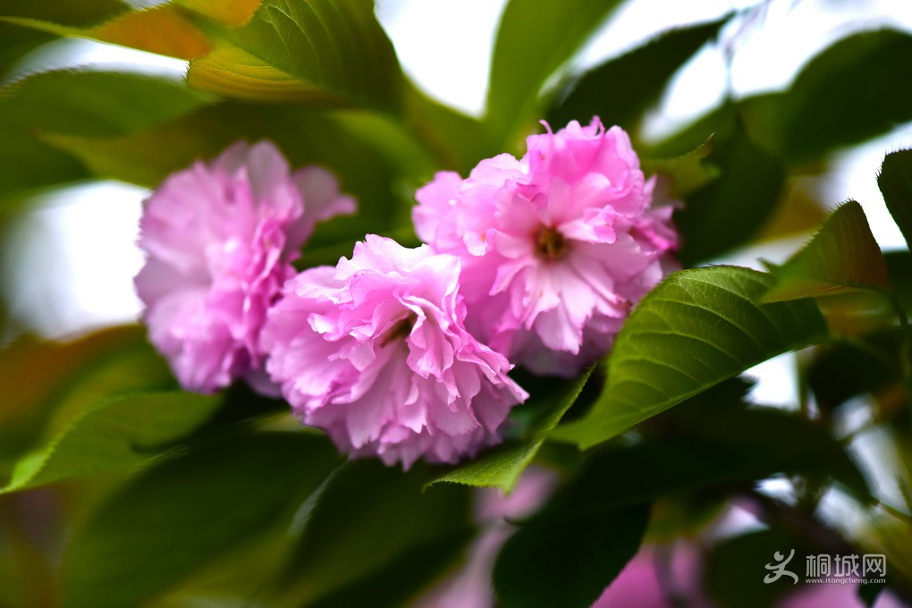 DSC_6384-a.jpg