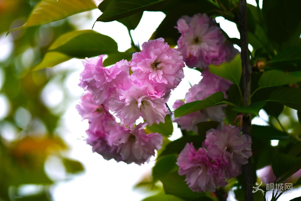 DSC_6386-a.jpg