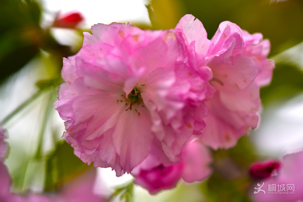 DSC_6391-a.jpg