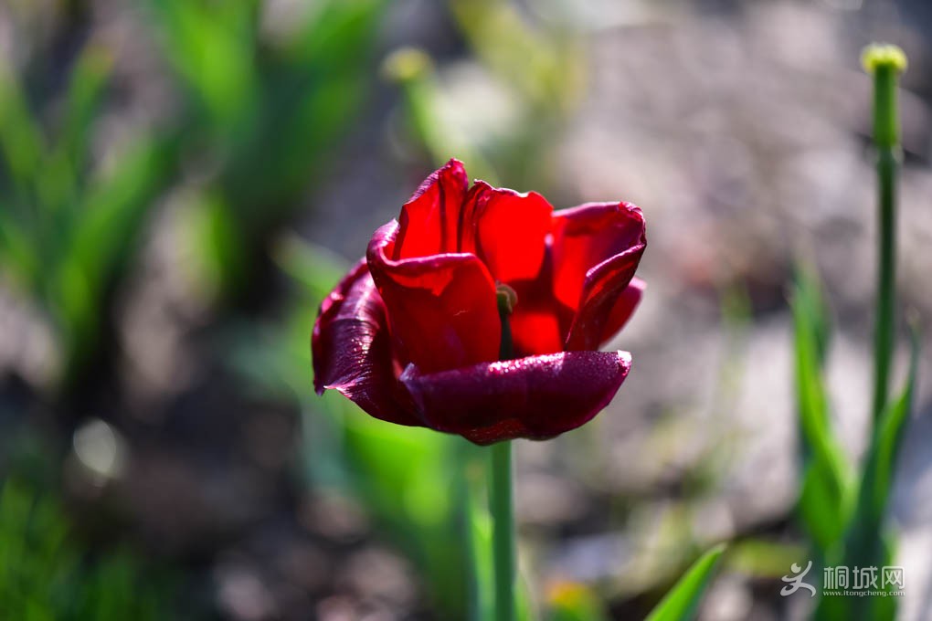 DSC_6431.jpg