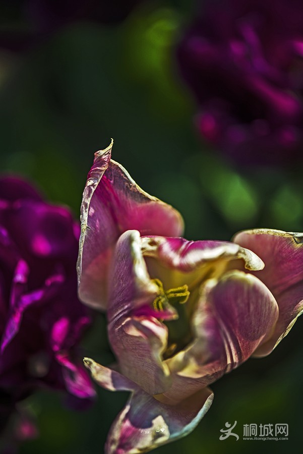 DSC_8566.jpg