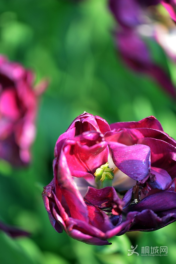 DSC_8567.jpg