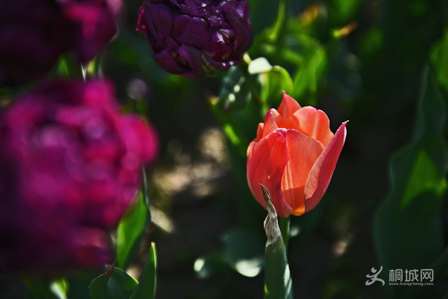 DSC_8583.jpg