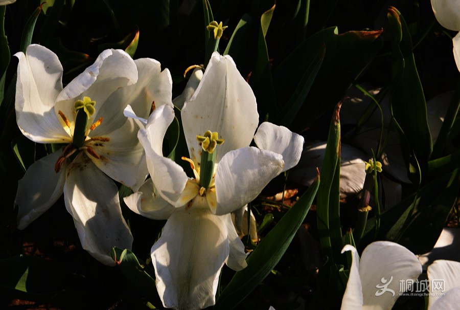 DSC_8593.jpg