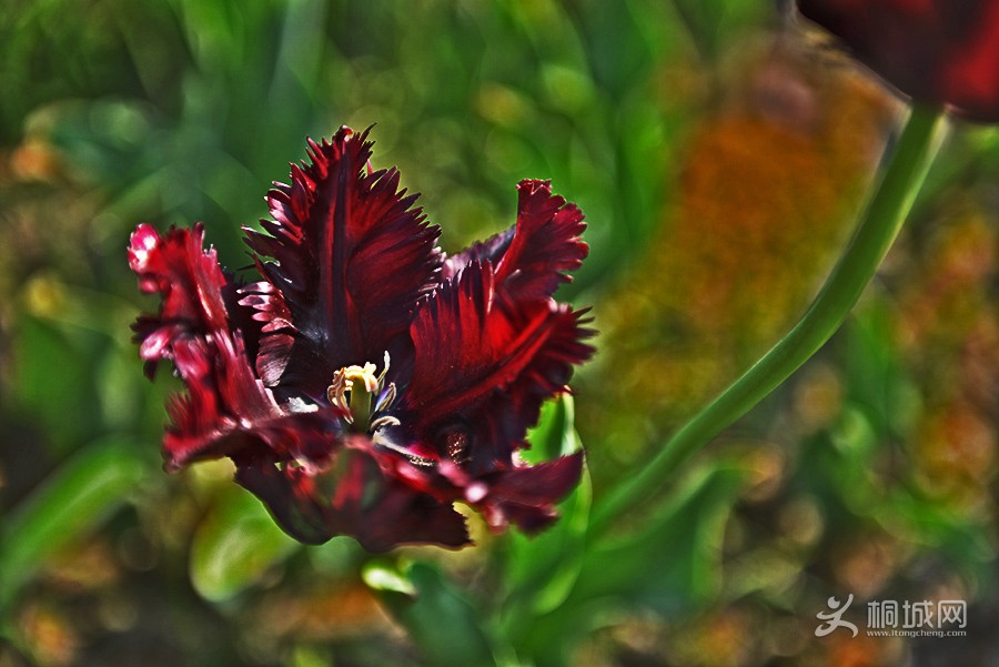 DSC_8610.jpg
