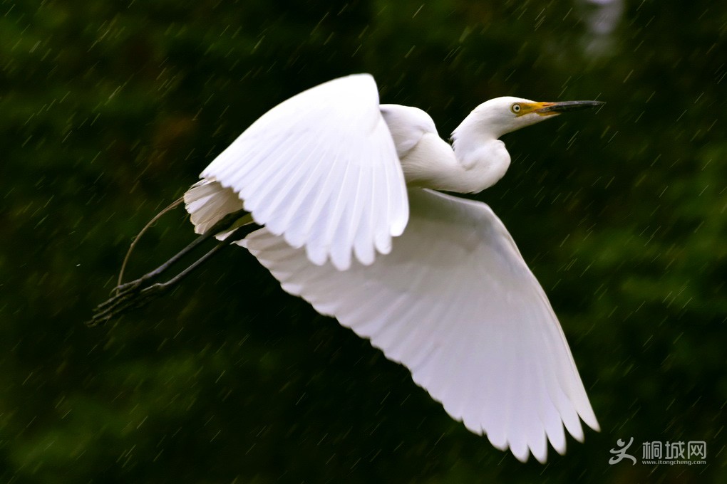 DSC_8234-a.jpg