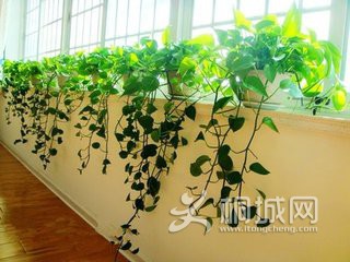 绿萝.jpg