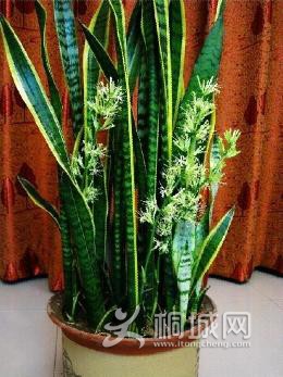 虎尾兰.jpg