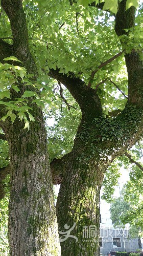 IMG_20170513_162710.jpg