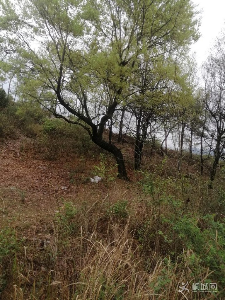 IMG_20200322_091352.jpeg