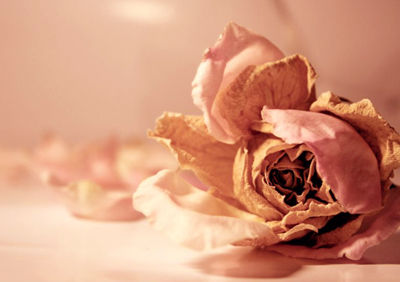 122116152008t.jpg
