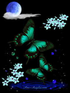 ̬.gif