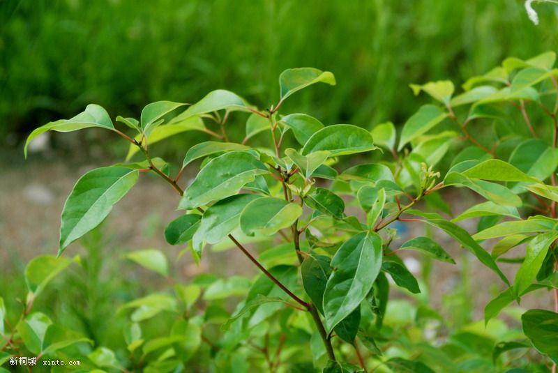 DSCF8323_СС.JPG