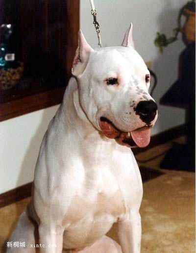 6.����͢�Ÿ�(Dogo Argentina).jpg