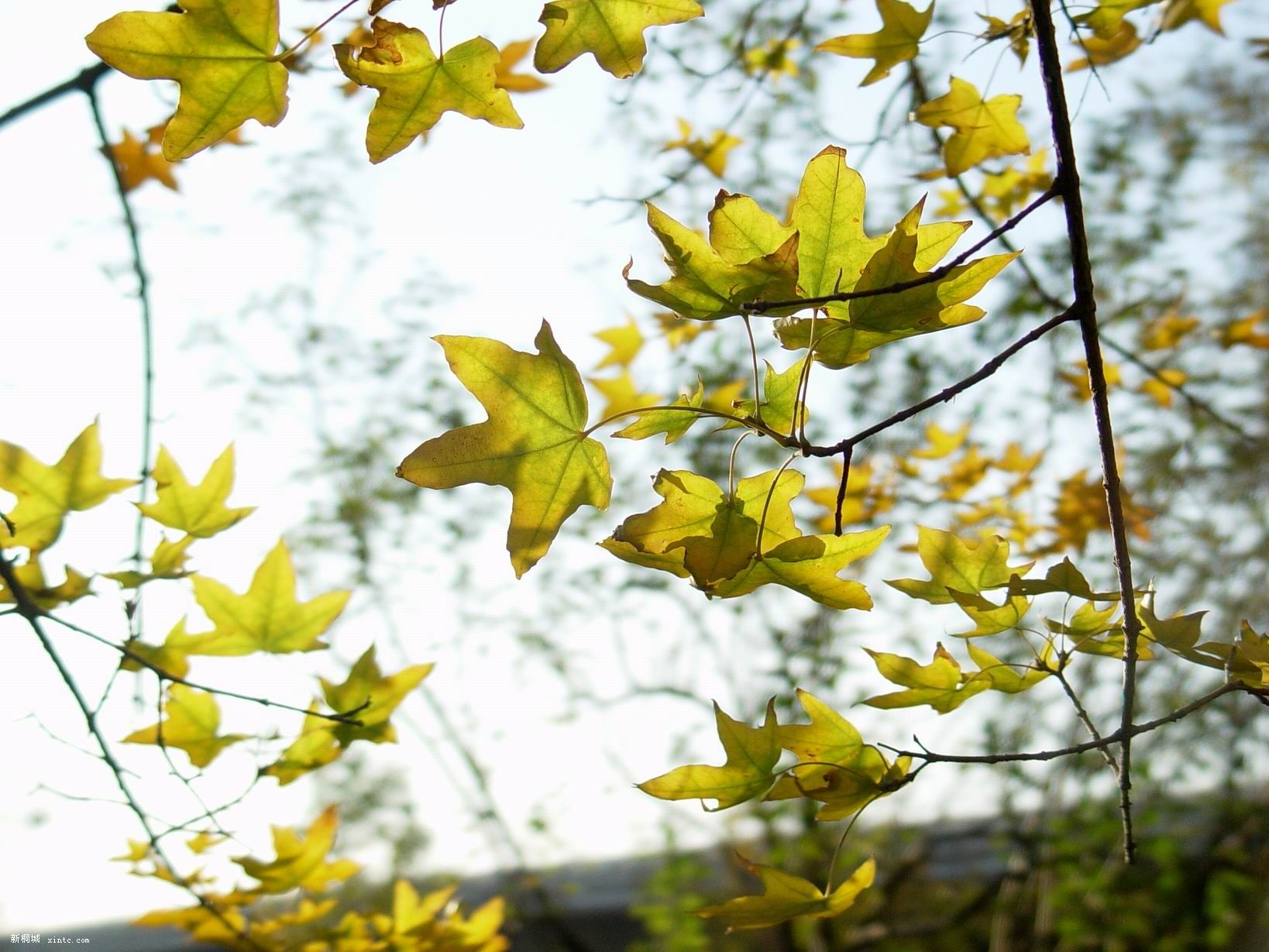 ������С DSC02386.JPG