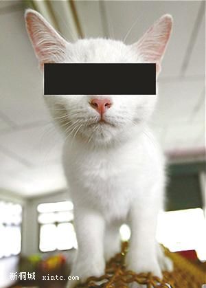 ��Ժ����è����˽�������۲���ס��