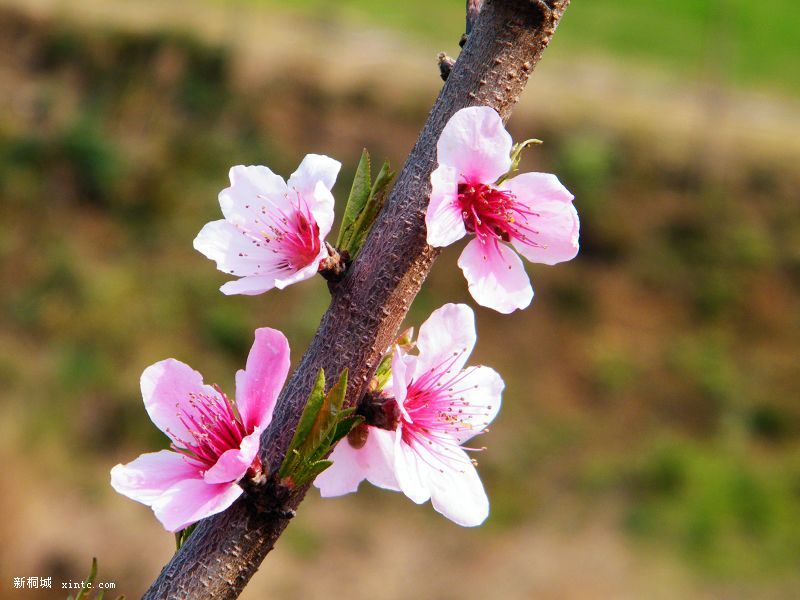 DSCF2744.jpg